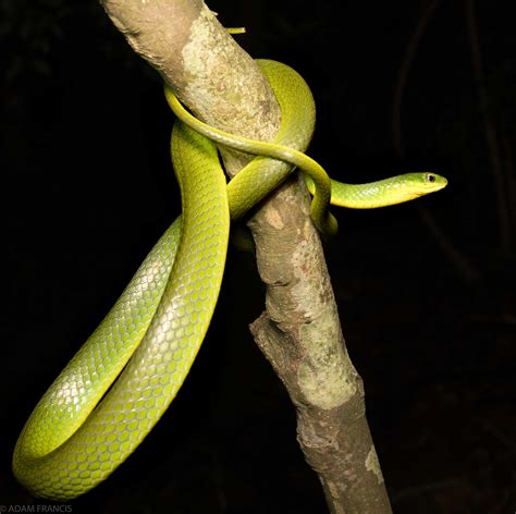 香港蛇|所有蛇類 — HongKongSnakeID.com